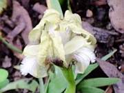 attica Yellow